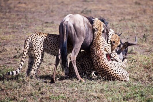 4 Days Tanzania Safari