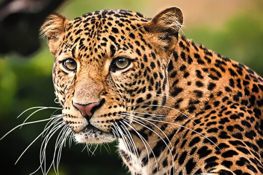 8 Day Safari (Lake Manyara / Serengeti Plains / Ngorogoro Crater / Tarangire and Local tribes visit).