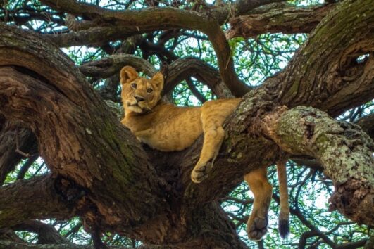 2 Days Wildlife Safari