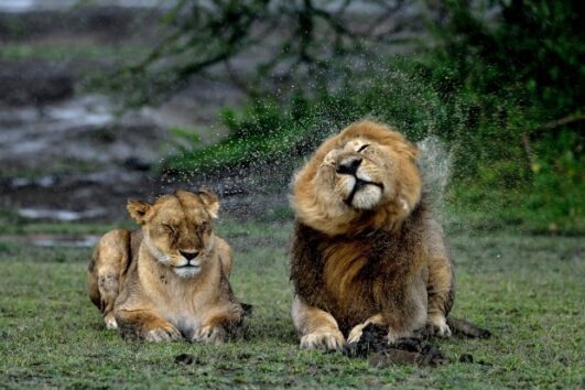 5 Days Wildlife Adventure