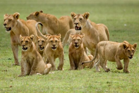 7 Days Best of Tanzania Safari